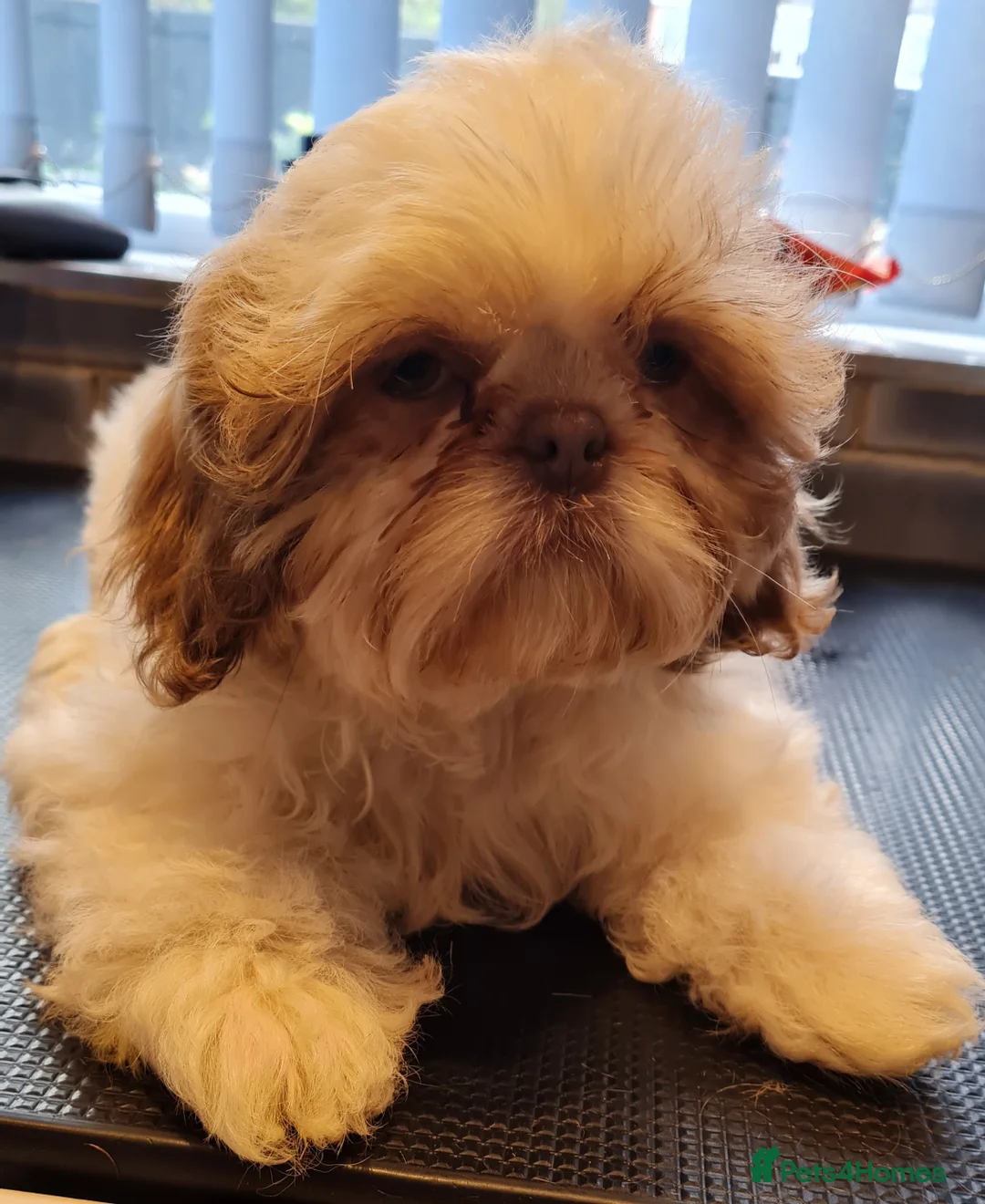 Shih Tzu dogs for sale: Imperial Shih Tzu females, 7 months, KC Registered - Advert 7