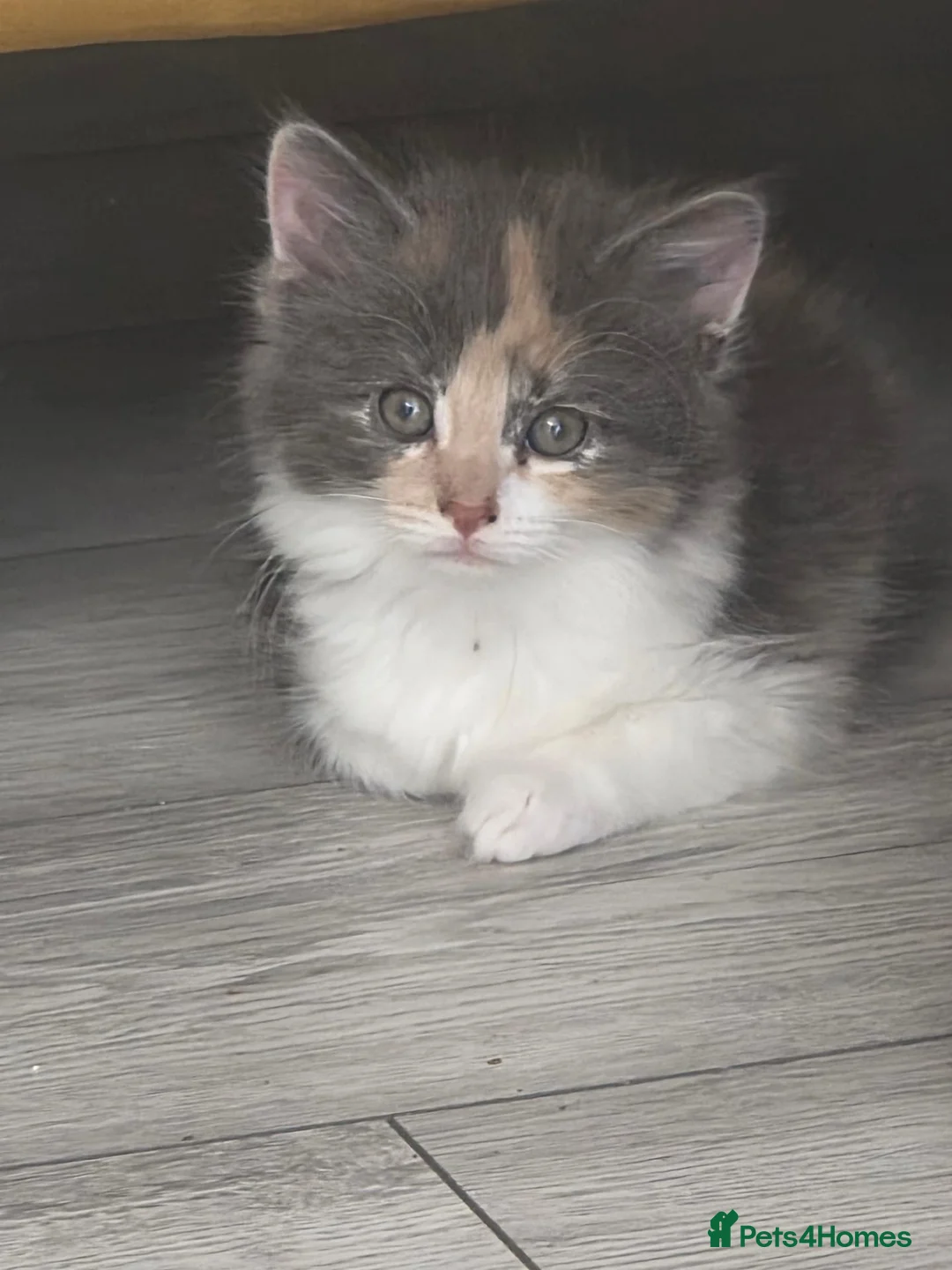 Mixed Breed cats for sale: Adorable Mixed Kittens Ready for Loving Homes - Advert 2
