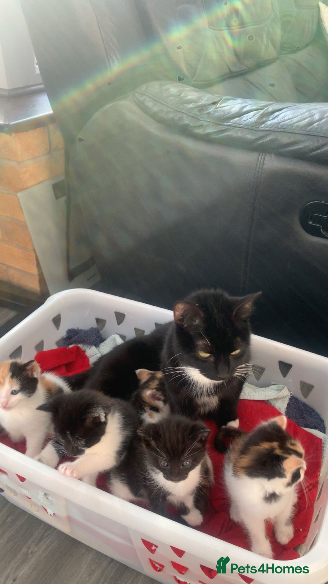 Mixed Breed cats tabby kittens - Advert 2