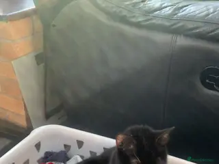 Mixed Breed cats tabby kittens - Advert 6