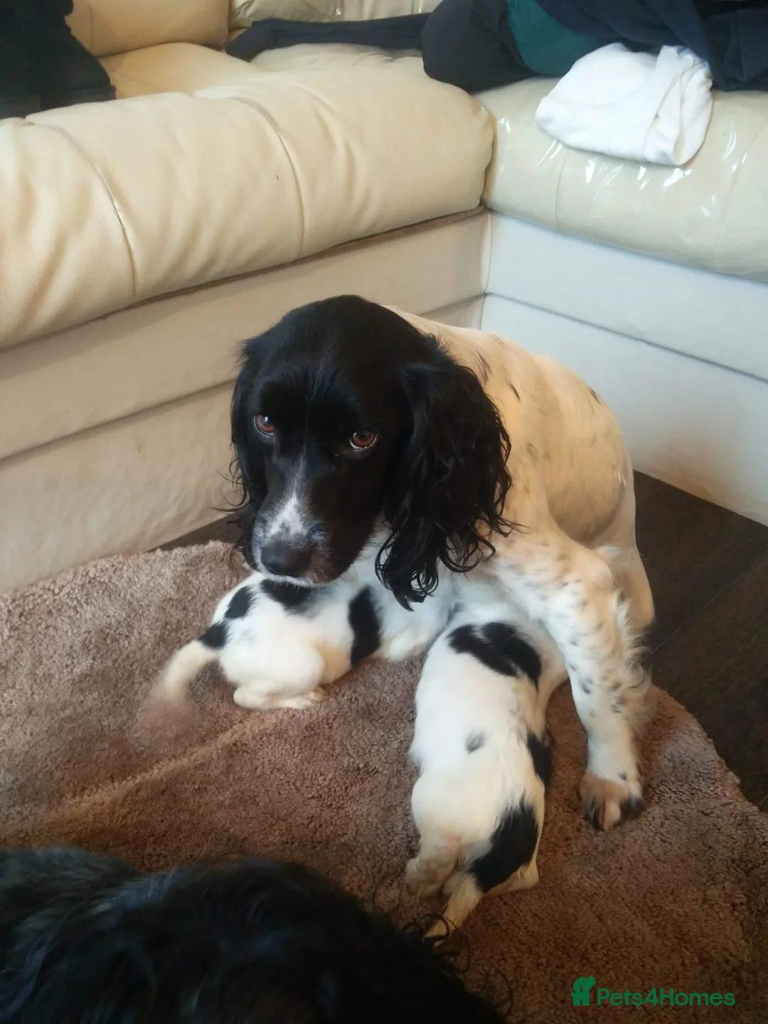 Cocker Spaniel dogs for sale: Cocker spaniel puppies 🐶 🐾 - Advert 1