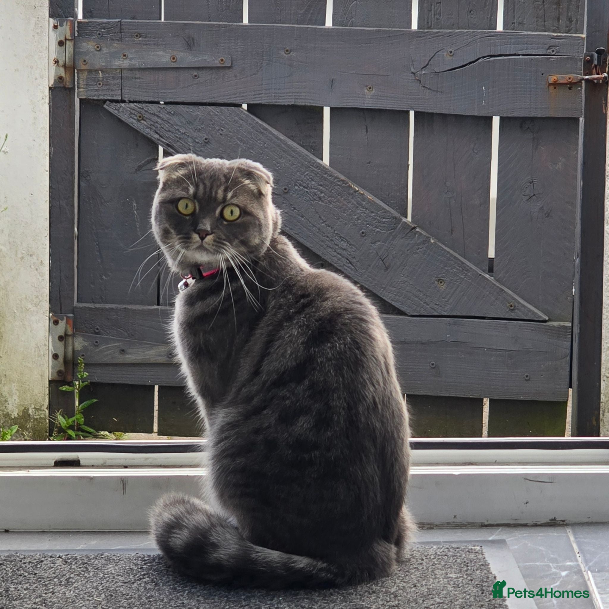Scottish Fold cats Scottish Fold Girl, 1.9 Years, Spayed & Vaccinated - Advert 2