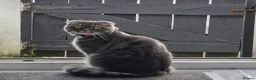 Scottish Fold cats for sale: Scottish Fold Girl, 1.9 Years, Spayed & Vaccinated - Advert 1