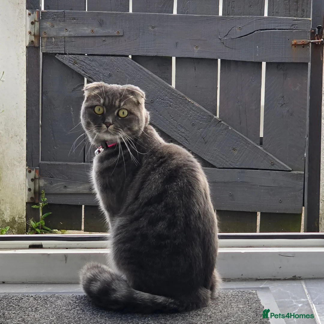 Scottish Fold cats for sale: Scottish Fold Girl, 1.9 Years, Spayed & Vaccinated - Advert 1