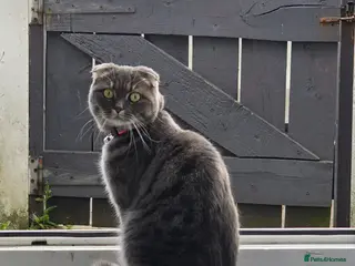 Scottish Fold cats Scottish Fold Girl, 1.9 Years, Spayed & Vaccinated - Advert 2