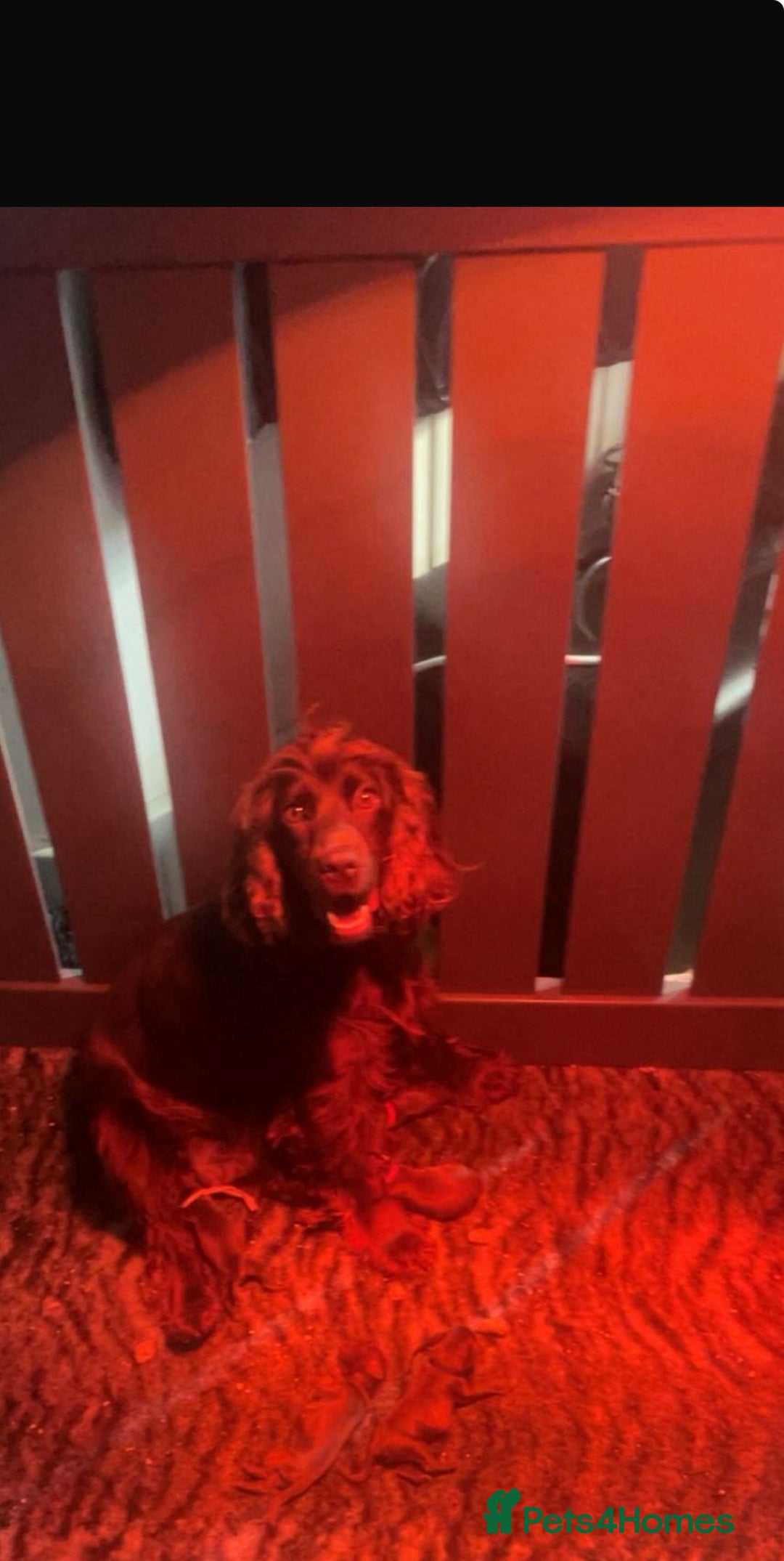 Cockapoo dogs for sale: *READY MONDAY* girls F1 CHOCOLATE DNA CLEAR  - Image 13