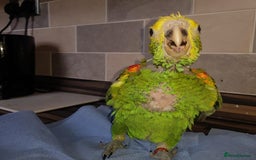 Parrots birds for sale: Talking Handreared Double-yellow-headed Amazon  - Image 2
