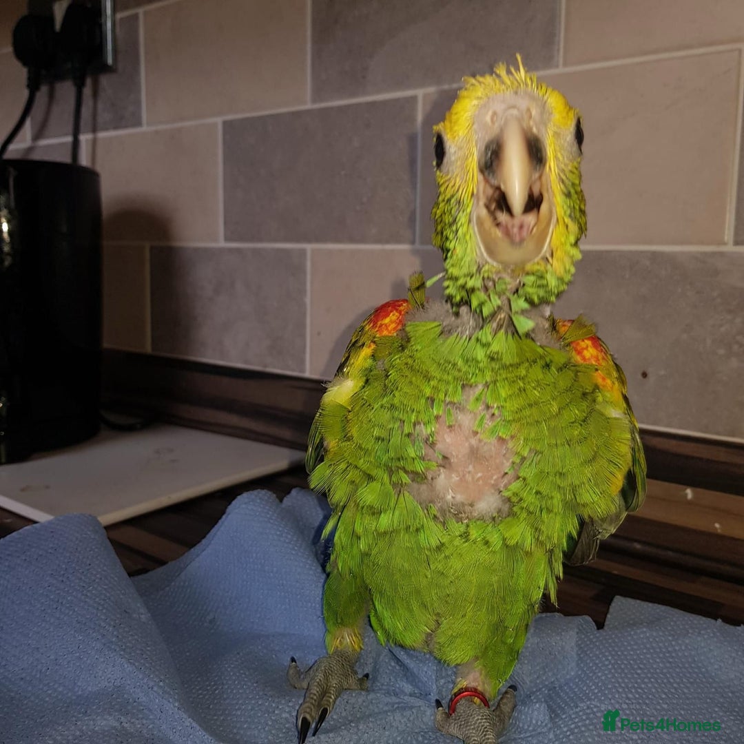 Parrots birds for sale: Talking Handreared Double-yellow-headed Amazon  - Image 2