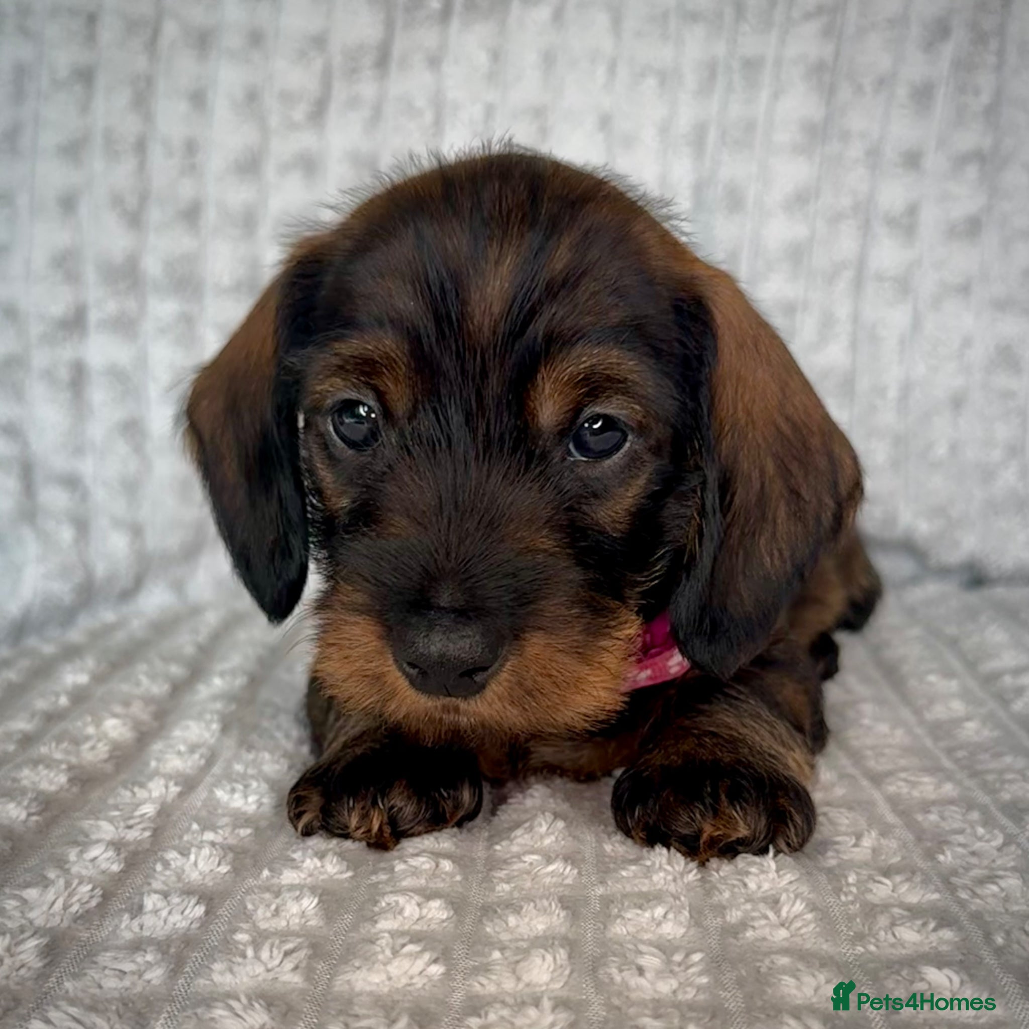 Miniature Dachshund dogs KC Reg Wire Haired Miniature Dachshund Puppies  - Advert 13