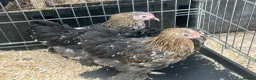 Mixed Breed livestock for sale: Point of lay Pekin hens for sale - read full first - Advert 18