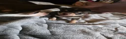 Chihuahua dogs for sale: Pedigree club registered chihuahua puppies - Advert 13