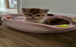 British Shorthair cats for sale: GCCF BSH fluffy kittens - Image 6