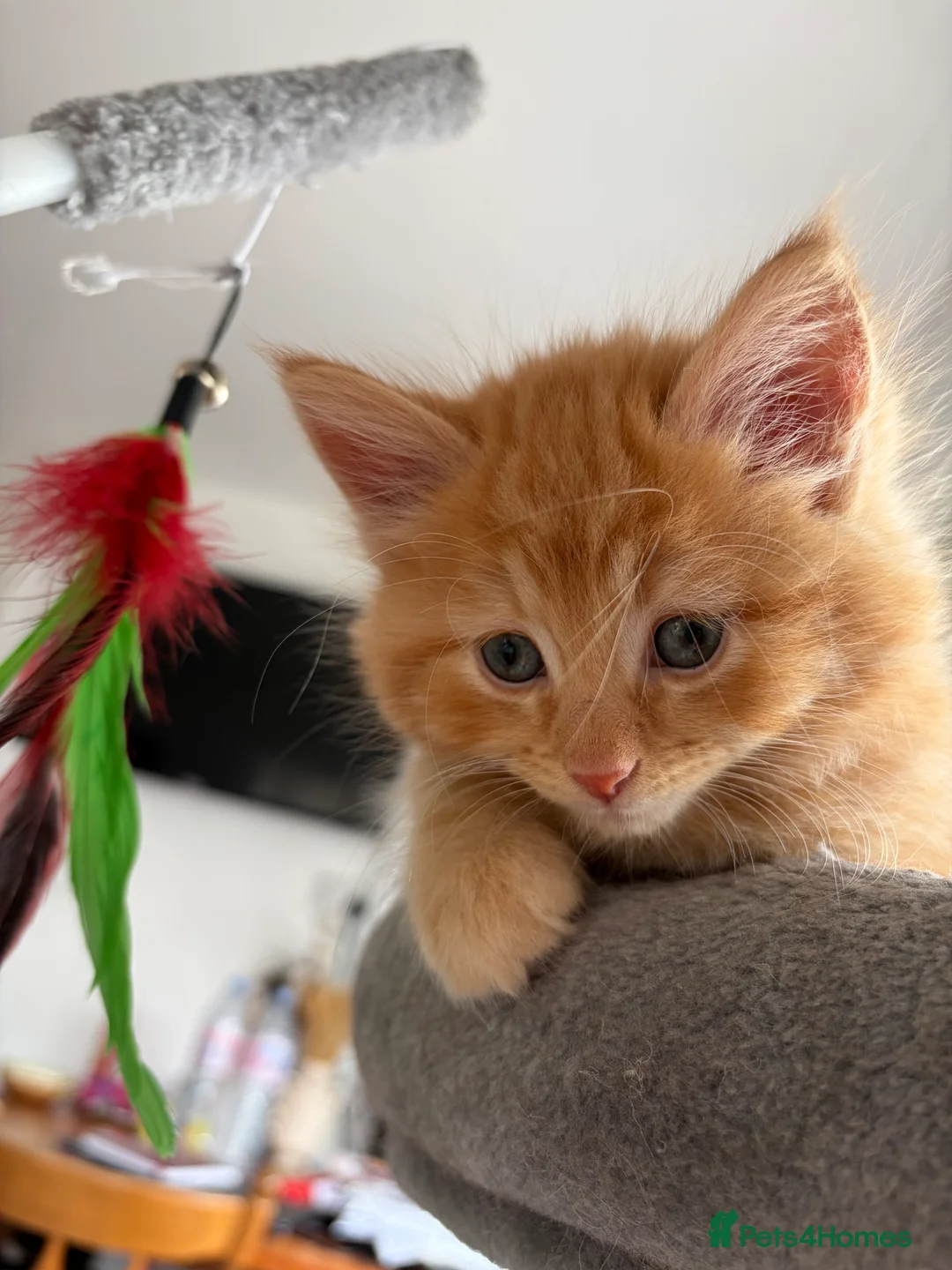 Mixed Breed cats for sale: Beautiful mixed-breed kittens! - Advert 41