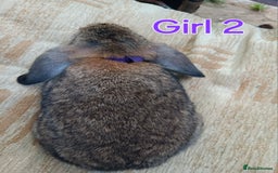 Mini Lop rabbits for sale: Three Beautiful Mini Lop Bunnies Left - Image 9