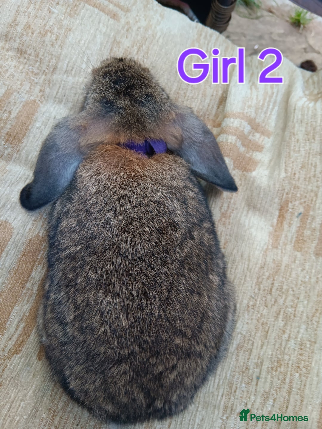 Mini Lop rabbits for sale: Three Beautiful Mini Lop Bunnies Left - Image 9