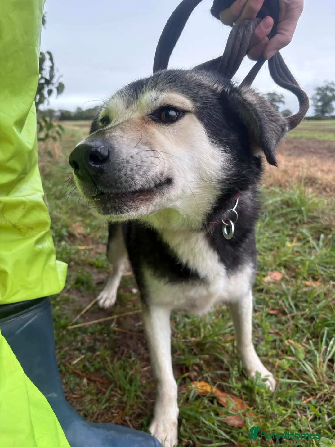 Mixed Breed dogs for adoption: Zori - Norwich Norfolk  - Advert 2