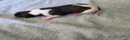 Whippet dogs for sale: Pedigree bred show whippets  in Richmond - Advert 5