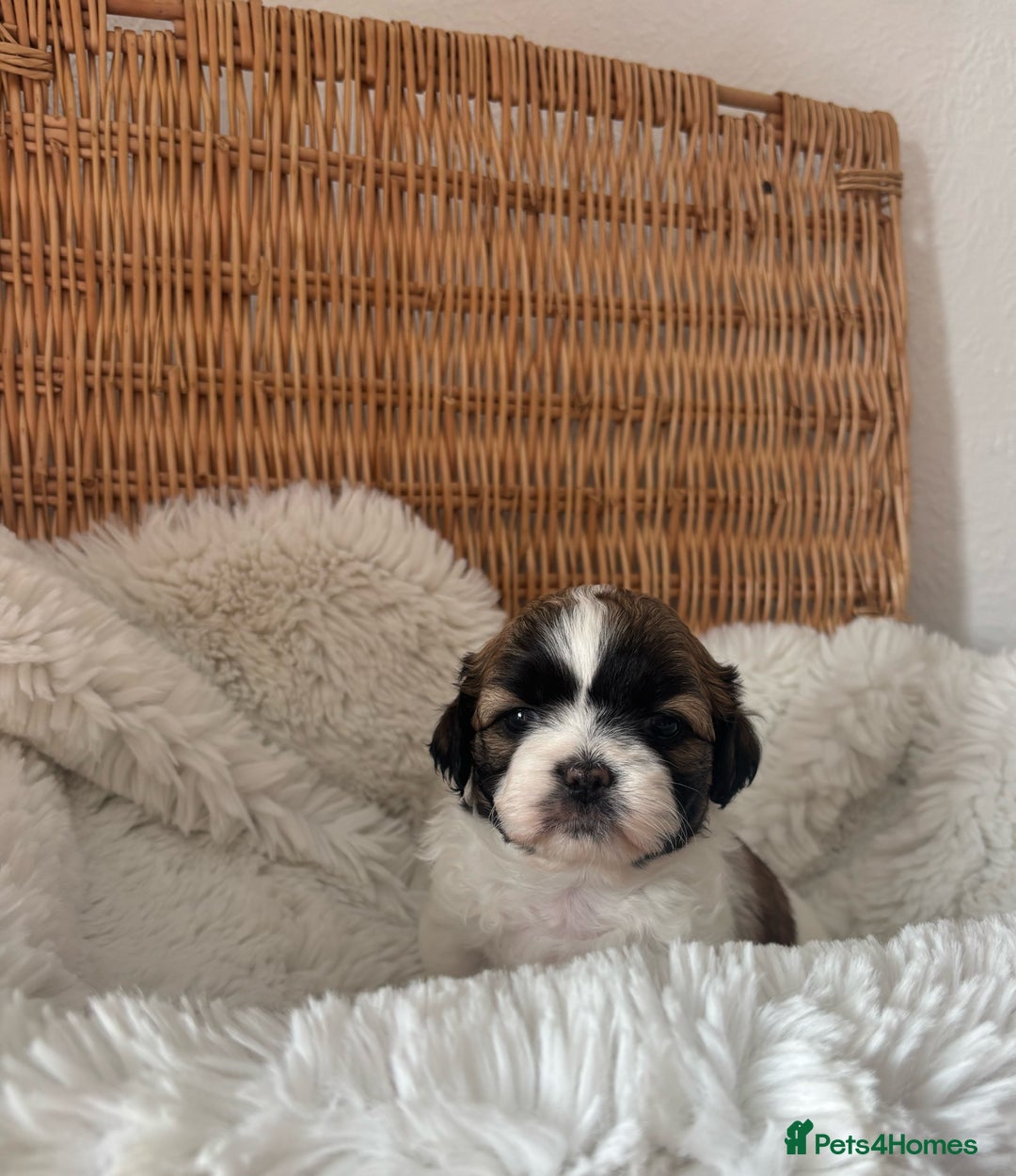 Shih Tzu dogs for sale: Shih Tzu puppies  - Image 4