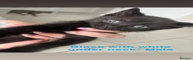 Domestic Shorthair 2- Female