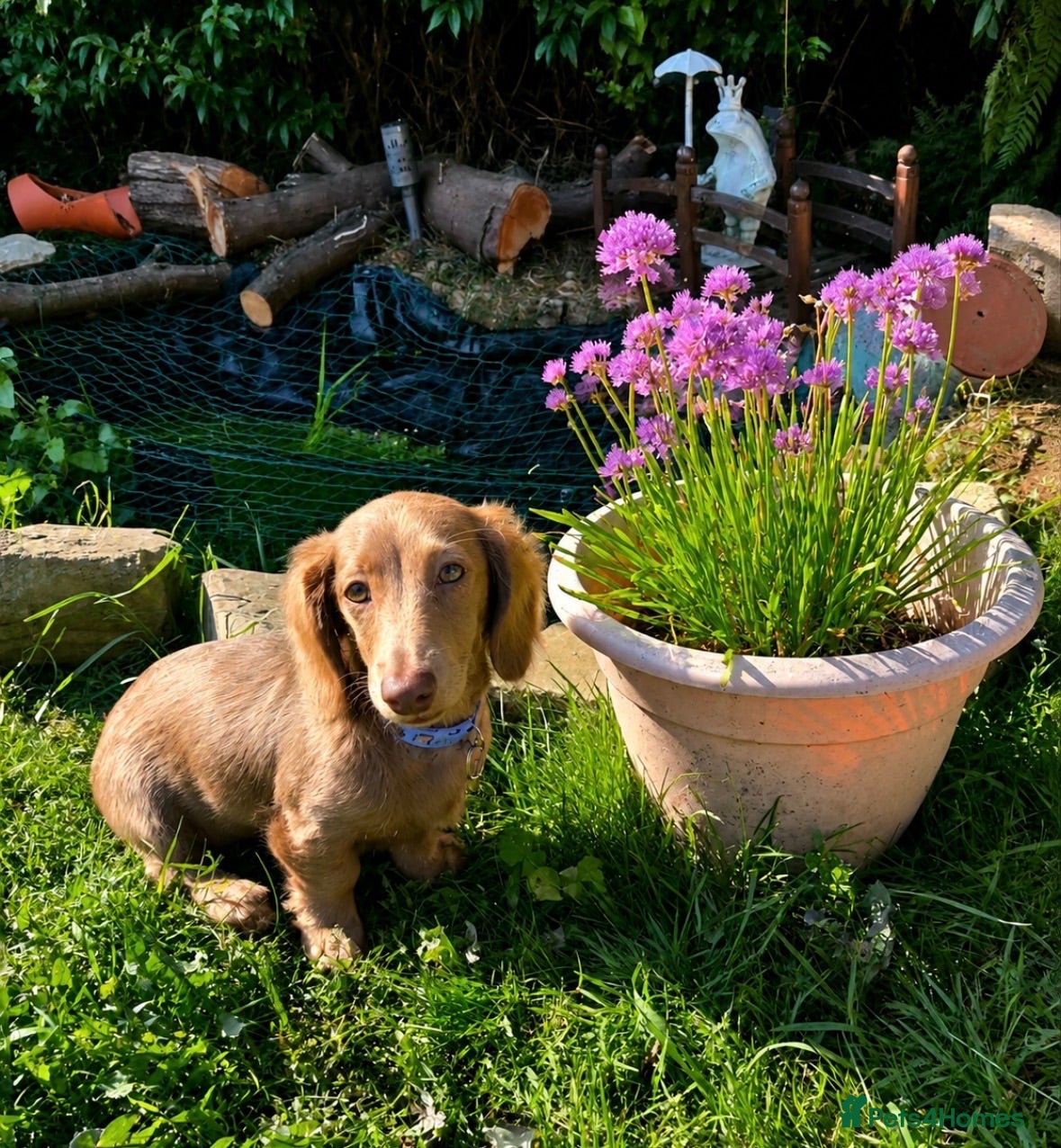 Dachshund dogs Beautiful Dusty  - Advert 2