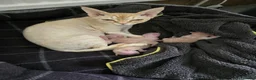 Devon Rex cats for sale: Beautiful active Red Devon Rex  in London - Advert 8