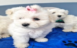 Maltese dogs for sale: Maltese - Image 1