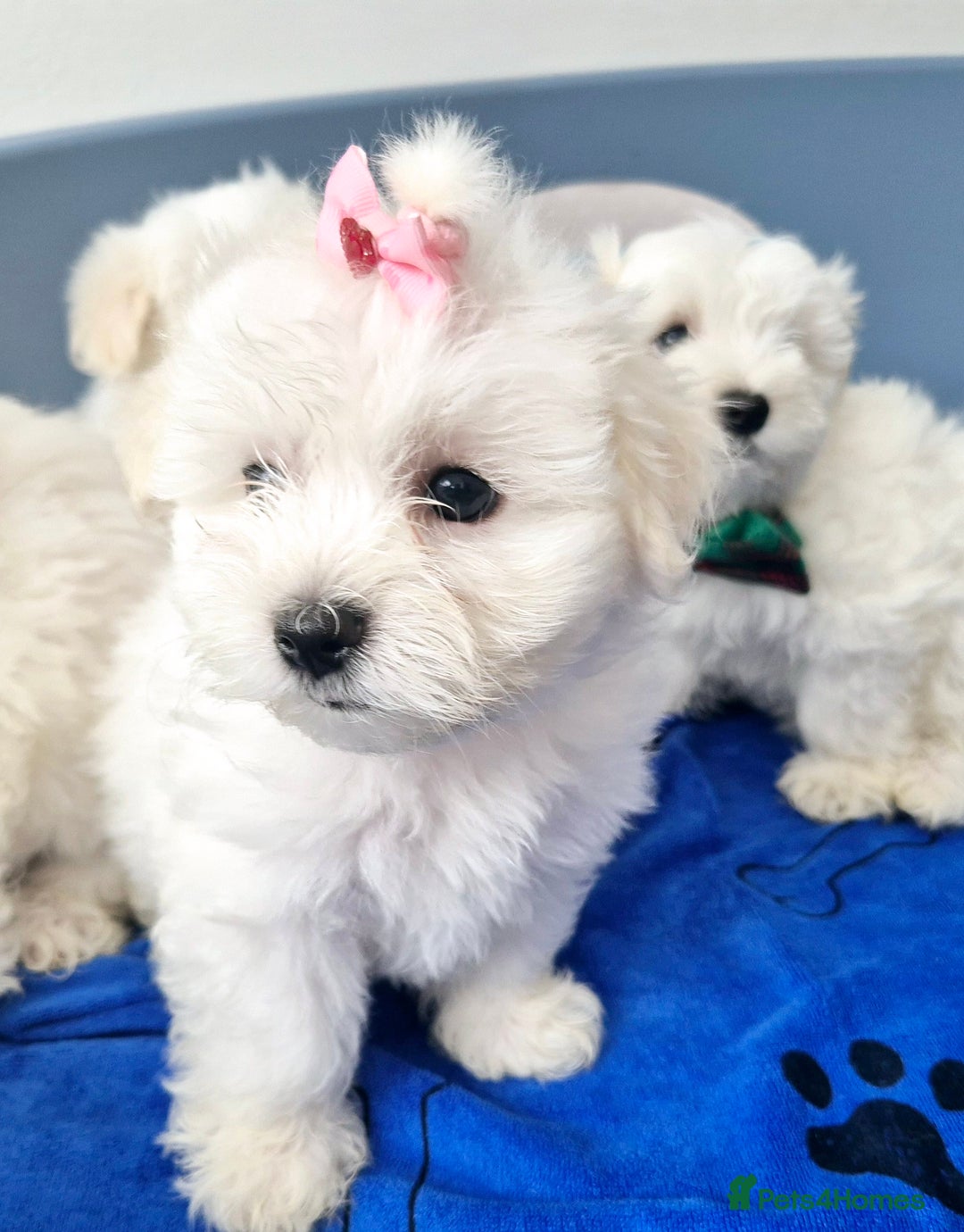 Maltese dogs for sale: Maltese - Image 1