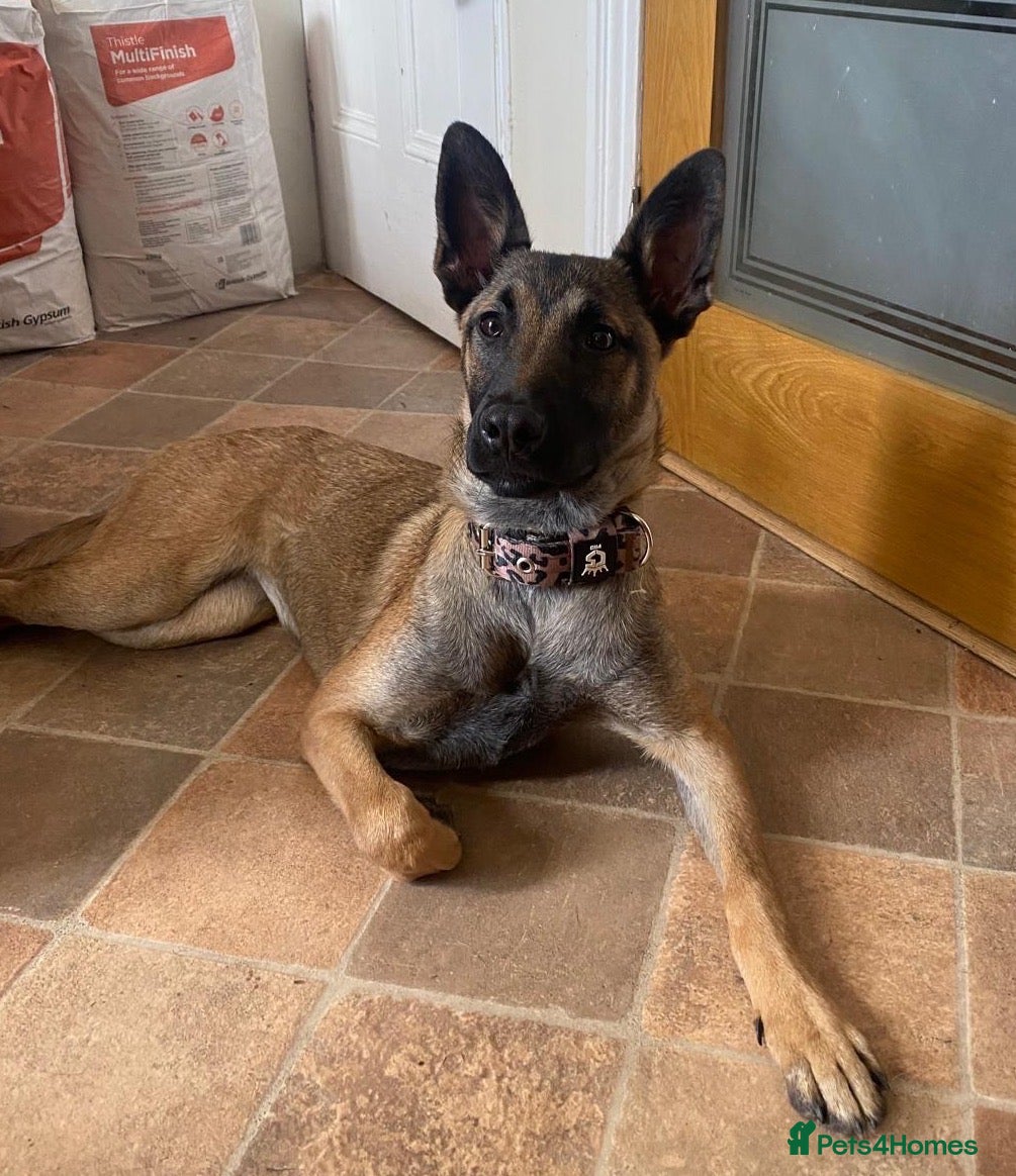 Belgian Shepherd Dog dogs Female Belgian shepherd  - Advert 4