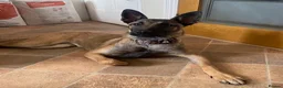 Belgian Shepherd Dog dogs for sale: Female Belgian shepherd  in Leeds - Advert 1
