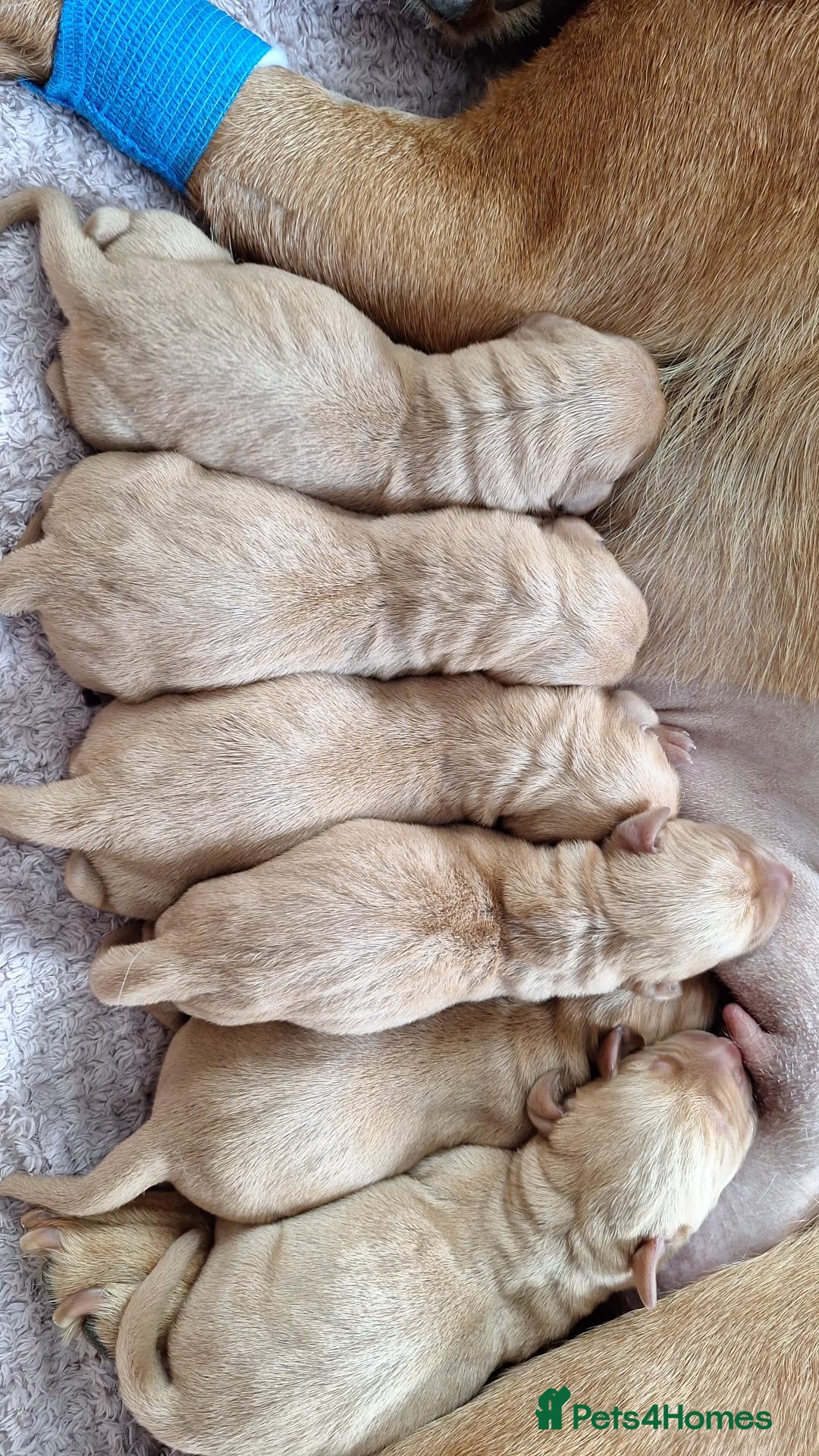 Labrador Retriever dogs for sale: Stunning Fox Red Labrador Puppies – Working lines - Image 12
