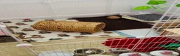Mini Lop rabbits for sale: Beautiful Mini Lop, Bonded Sisters in Newcastle upon Tyne - Advert 4