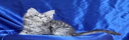 Maine Coon cats for sale: GCCF registered pedigree Maine Coon Kittens  - Advert 31