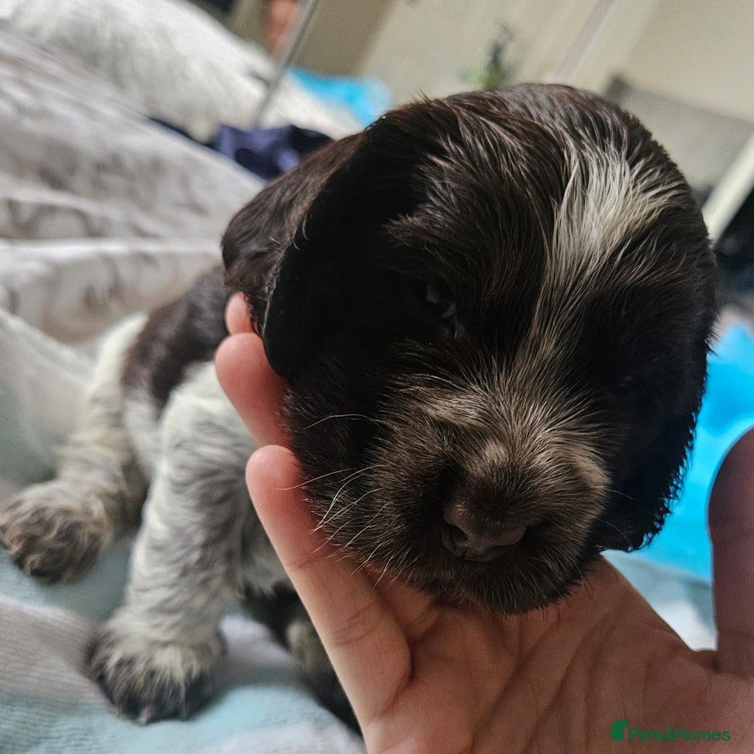 Cocker Spaniel dogs for sale: Show cocker spaniel  - Image 23
