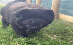 Chow Chow dogs for sale: Stunning Black Male Chow Chow in Colchester - Image 5