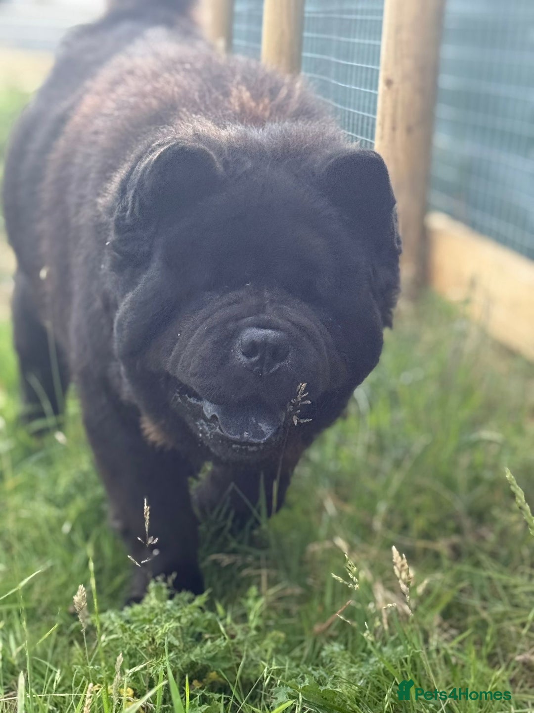 Chow Chow dogs for sale: Stunning Black Male Chow Chow in Colchester - Image 5