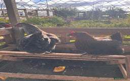 Chickens poultry for sale: 2x hens looking for a new coop  - Image 1