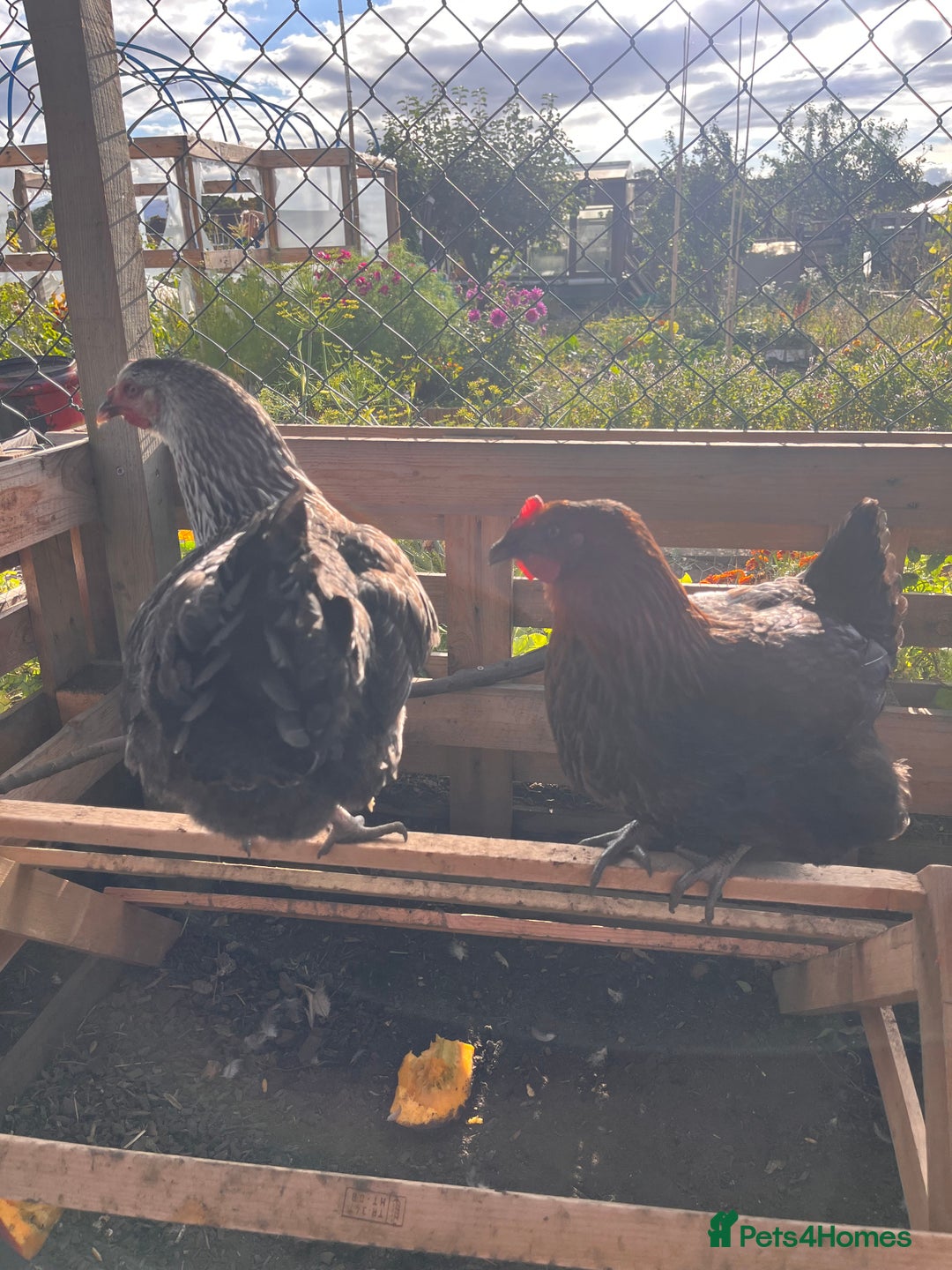 Chickens poultry for sale: 2x hens looking for a new coop  - Image 1