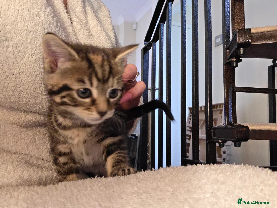 Mixed Breed cats for sale: Kittens for sale - Advert 12