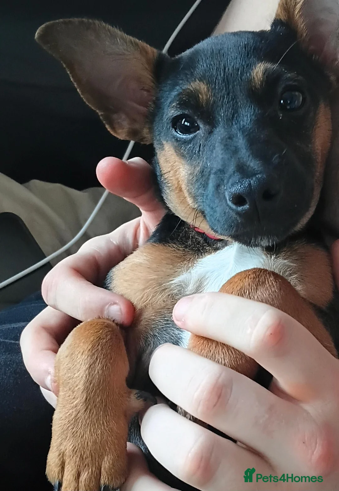 Jack Chi dogs for sale: Jack Chi pup  black tan  in Bradford - Advert 1