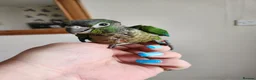 Conures birds for sale: Handreared conures - Advert 9
