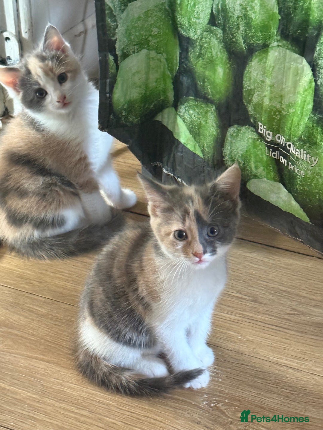 Domestic Shorthair cats for sale: 2 female kittens left for sale  in Bristol - Image 1