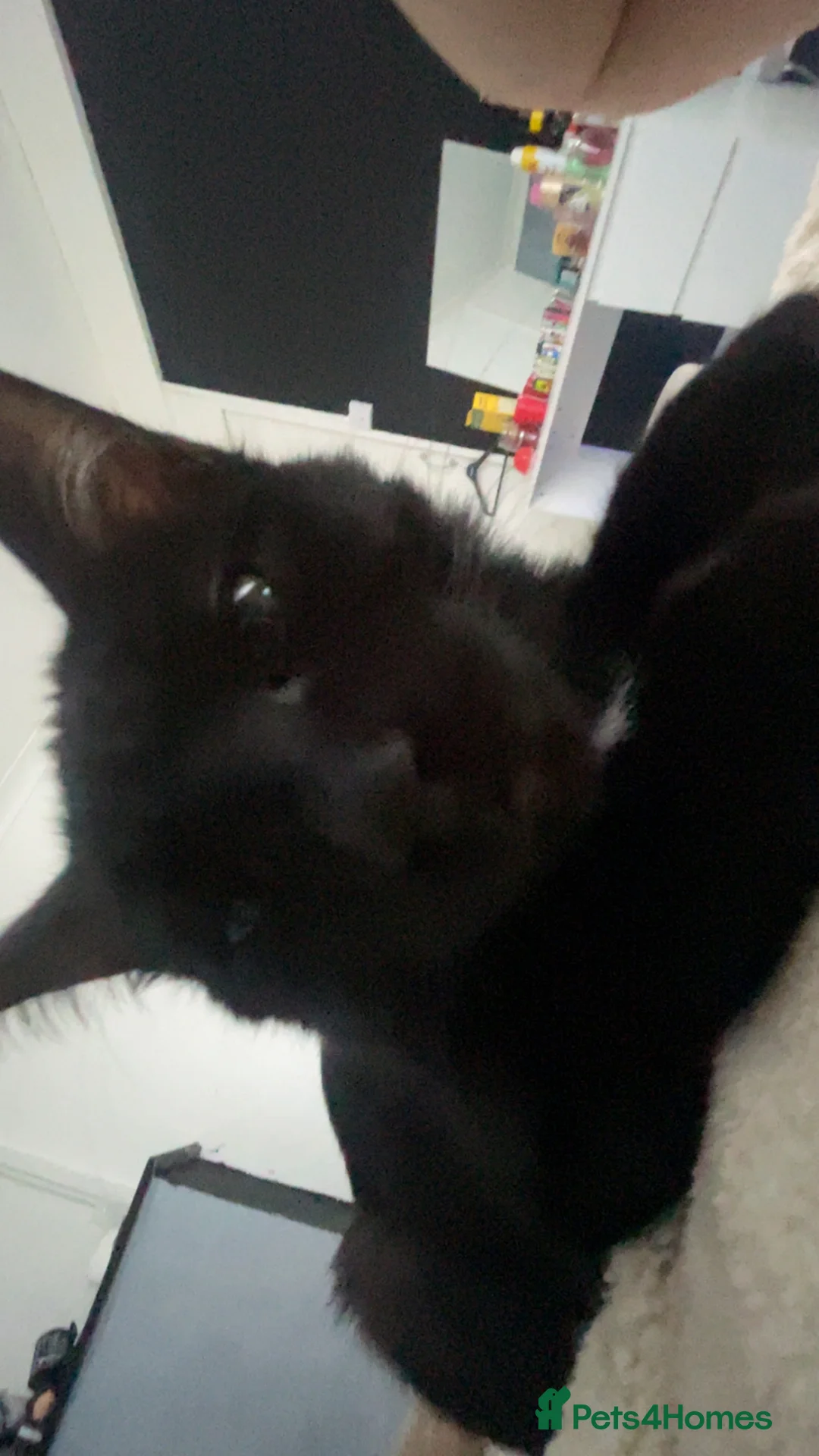 Domestic Shorthair cats for sale: Kitten name is Mavis  in Liverpool - Advert 2