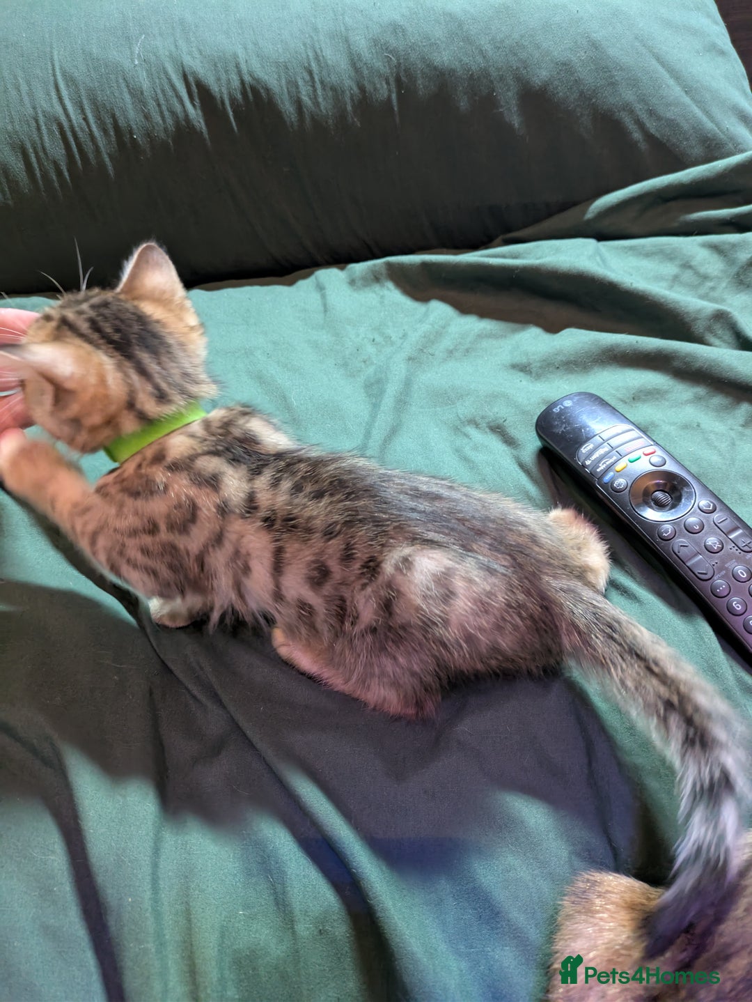 Mixed Breed cats for sale: Have two male and 2 female kittens   - Image 14