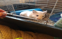 Hamster rodents for sale: Baby syrian hamsters long and short hair £12 each in Manchester - Image 10
