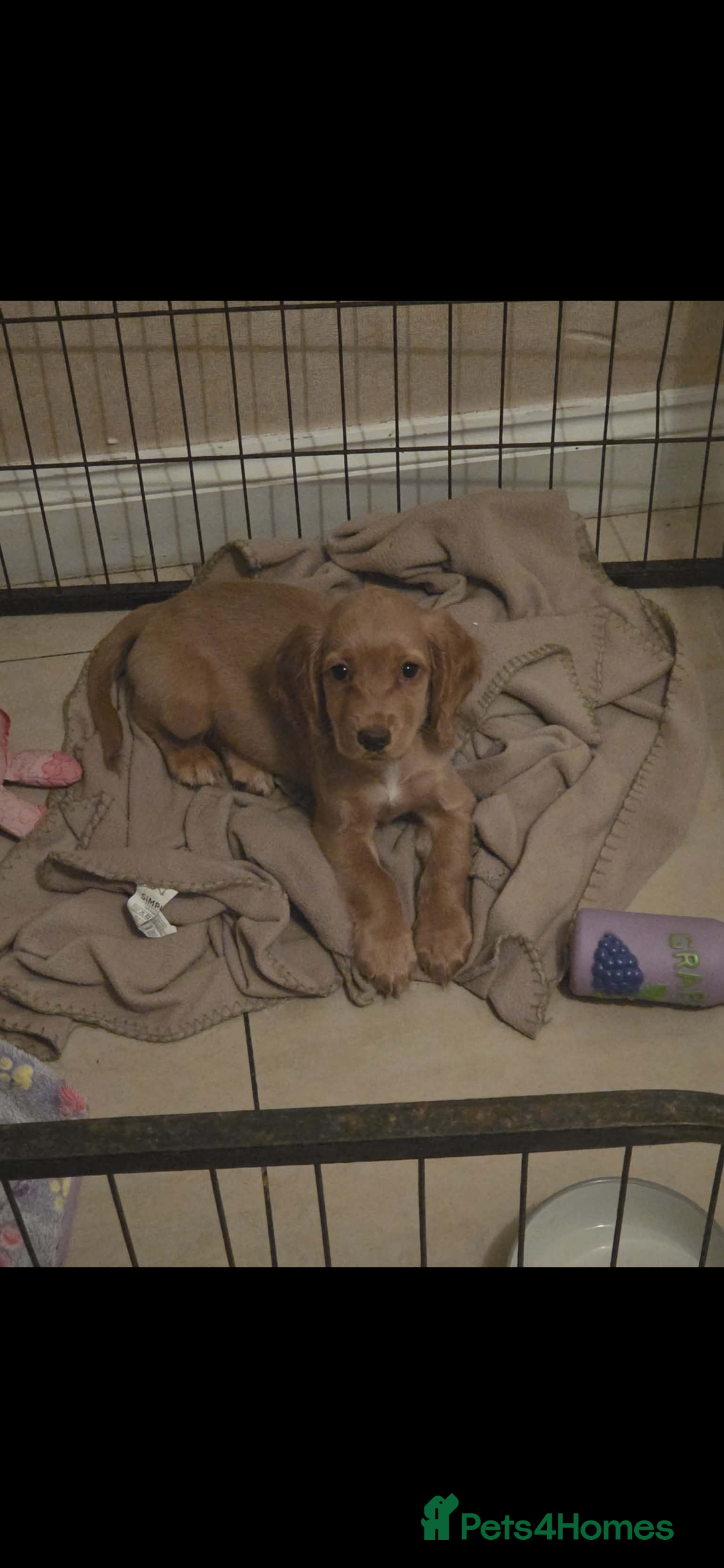 Cocker Spaniel dogs for sale: Cocker spaniel  - Advert 1