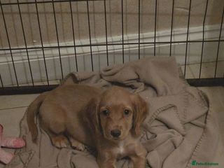 Cocker Spaniel dogs Cocker spaniel - Advert 1