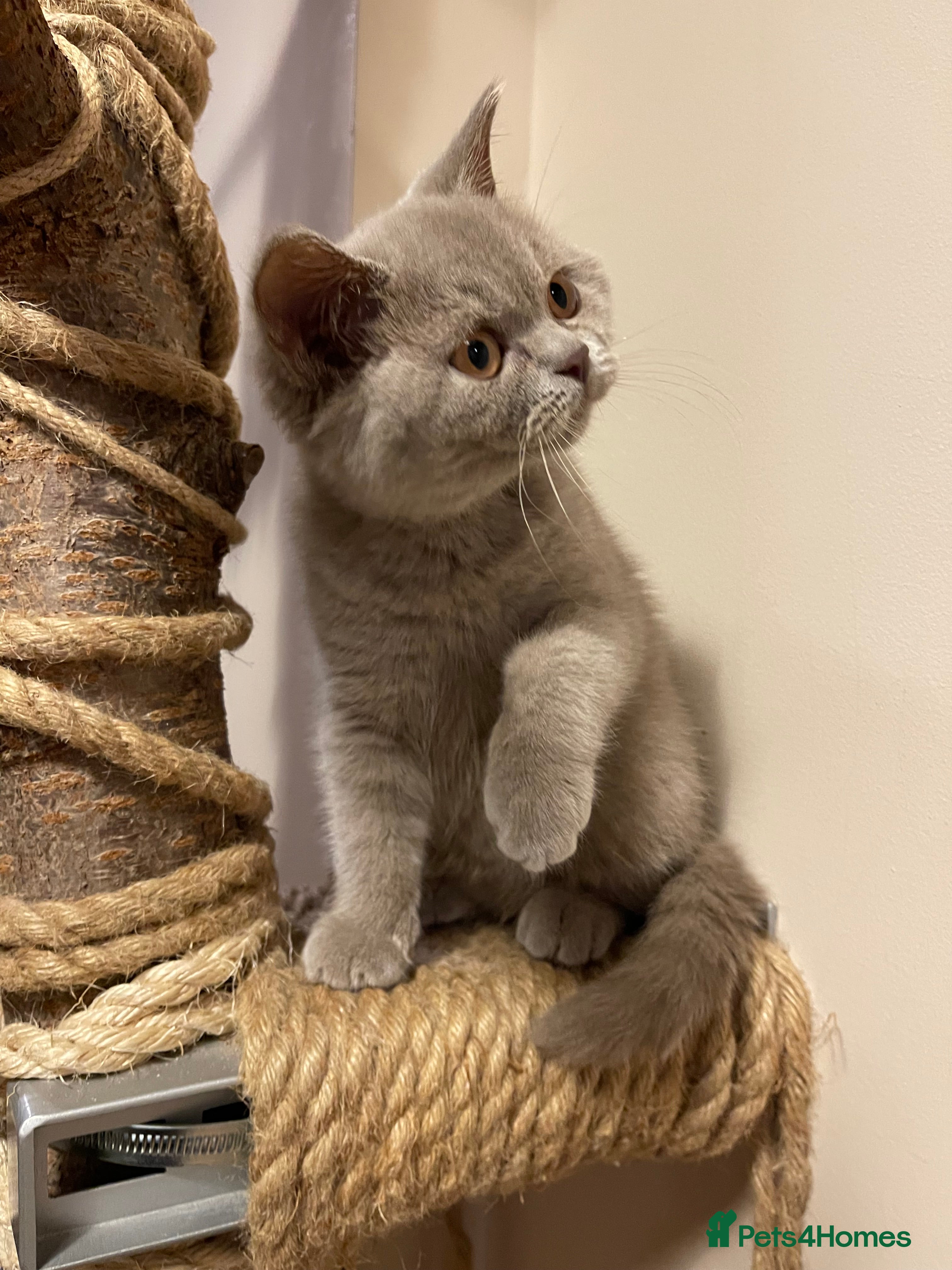 British Shorthair cats British Shorthair, Ready to be rehomed - Advert 5