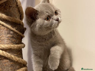 British Shorthair cats British Shorthair, Ready to be rehomed - Advert 2