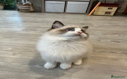 Ragdoll cats for sale: Rare European Chunky ragdolls - Image 28