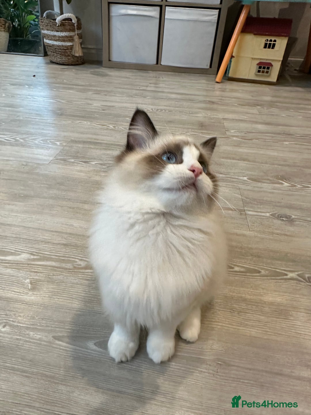 Ragdoll cats for sale: Rare European Chunky ragdolls - Image 28